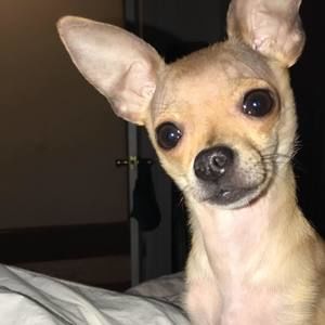 Meet your Posher, Verona